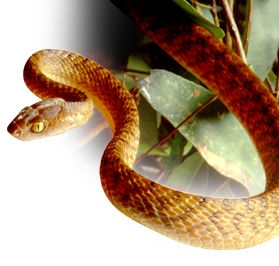 Brown Tree Snake
